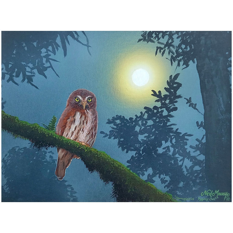 Neil Massy, Ferringinous Pygmy Owl