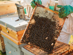 ¿Cómo viven las abejas?