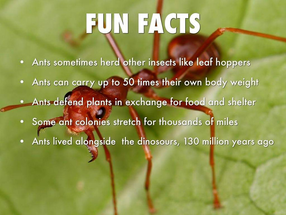 🐜ANT FACTS FOR KIDS 🍄