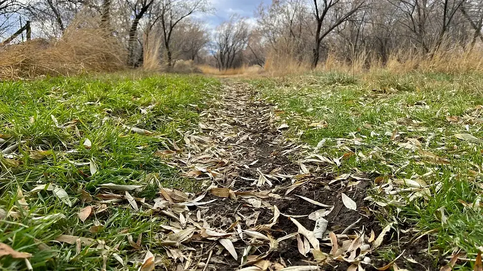Horse Trail portion of the Arrow Trail
