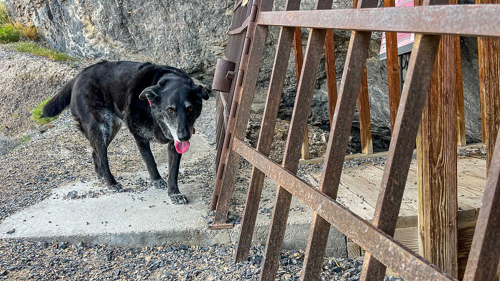 Black dog with tongue out stands on gravel near a metal fence and rocky background, with a blurred sign in the distance.