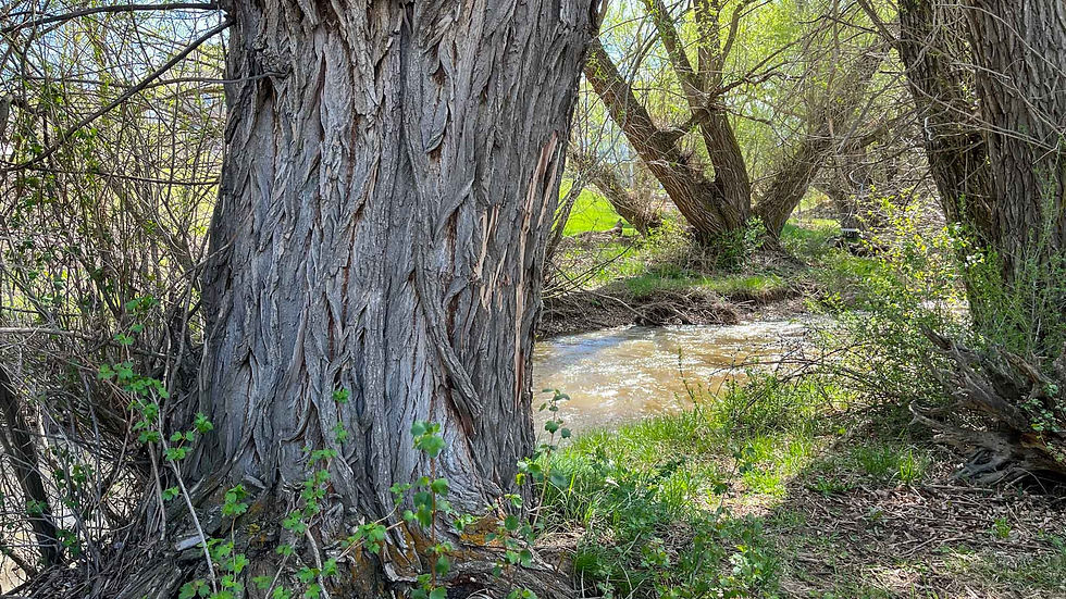 The trees give great shade next to the stream