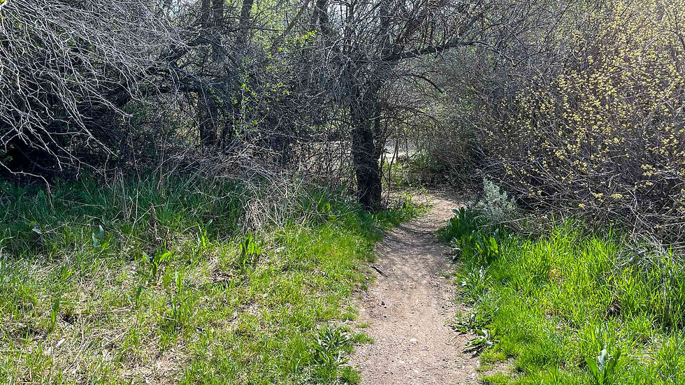 This is how most of the trial looks once you get into the trees