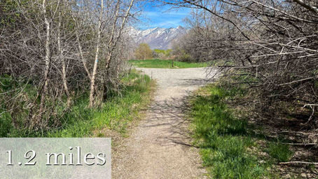 A dirt trail through trees with snowy mountains in the background