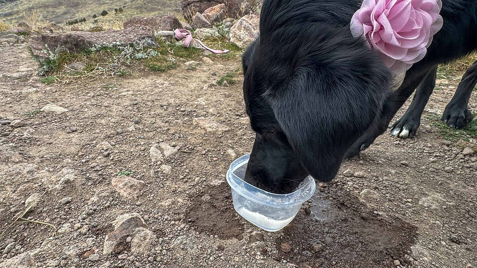 Black dog with pink flower collar drinks from a plastic container on a rocky trail. Pink leash on the ground, dry landscape in background.