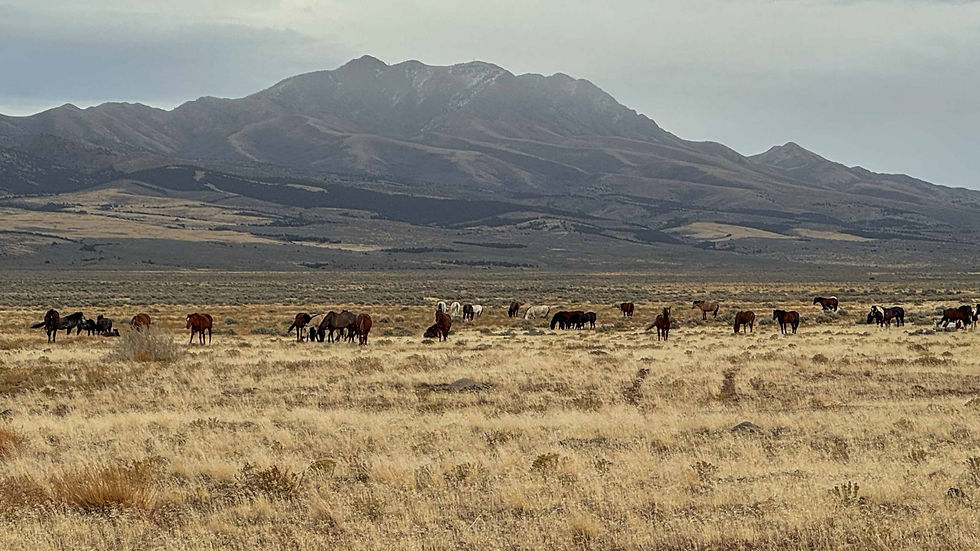 Herd of horses grazing on a dry grassland plain with mountains under a cloudy sky, calm and spacious.