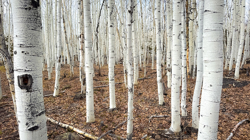 A grove of white aspen trees in a forest with leaves on the ground.