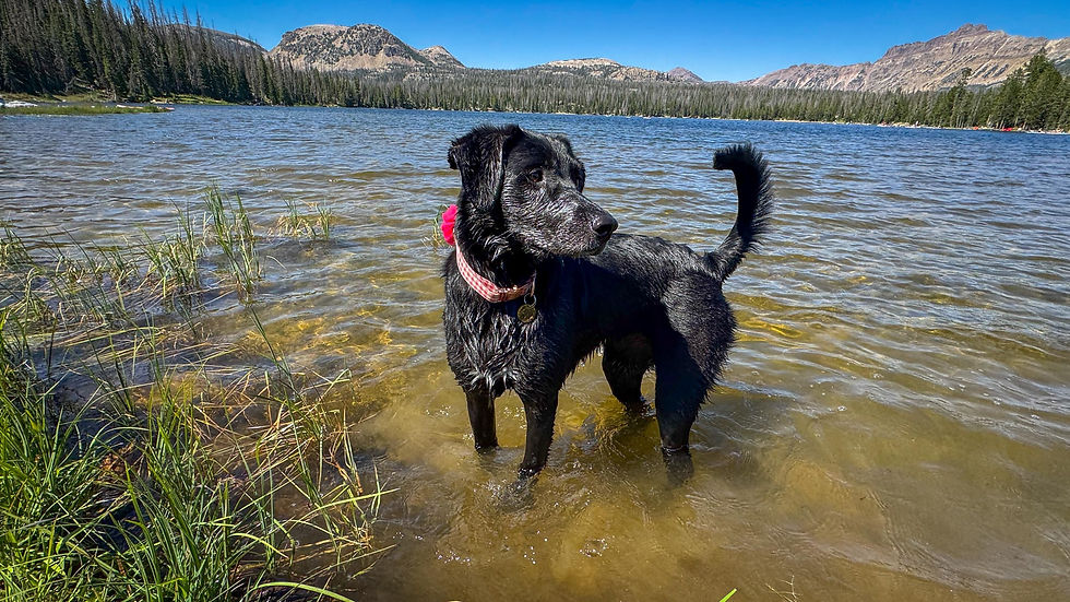 Black dog with pink collar stands in shallow alpine lake, tail up, with pine-covered mountains and blue sky behind.