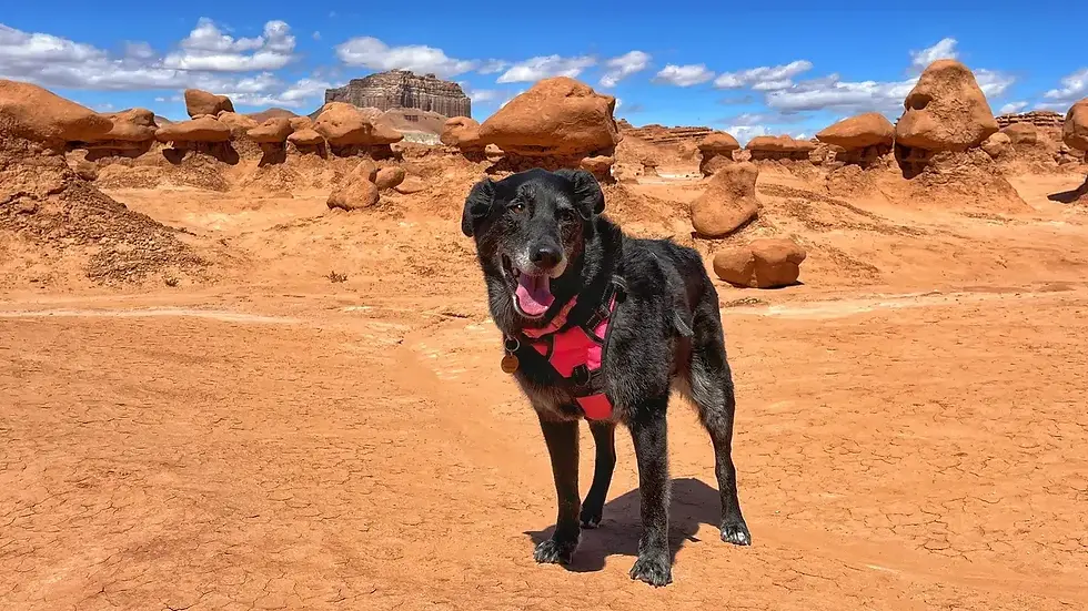 Timber enjoying her day at Goblin Valley