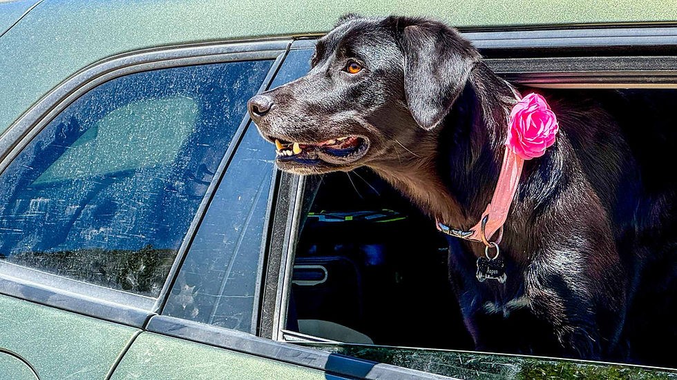 Black dog leans out of a car window wearing a pink flower collar and Aspen tag, looking alert against a green car.