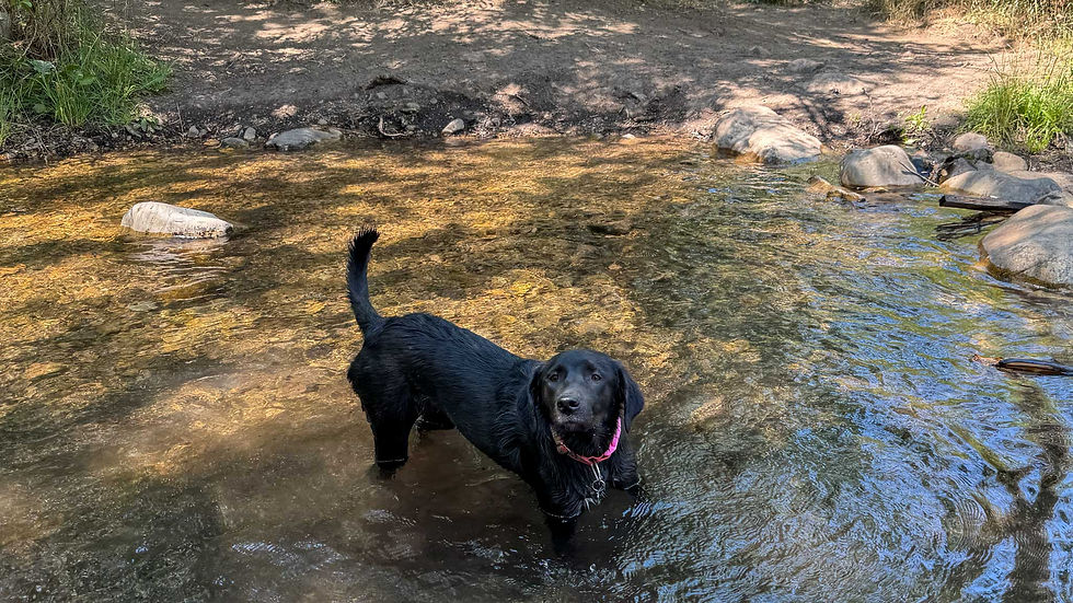 A dog wading in water