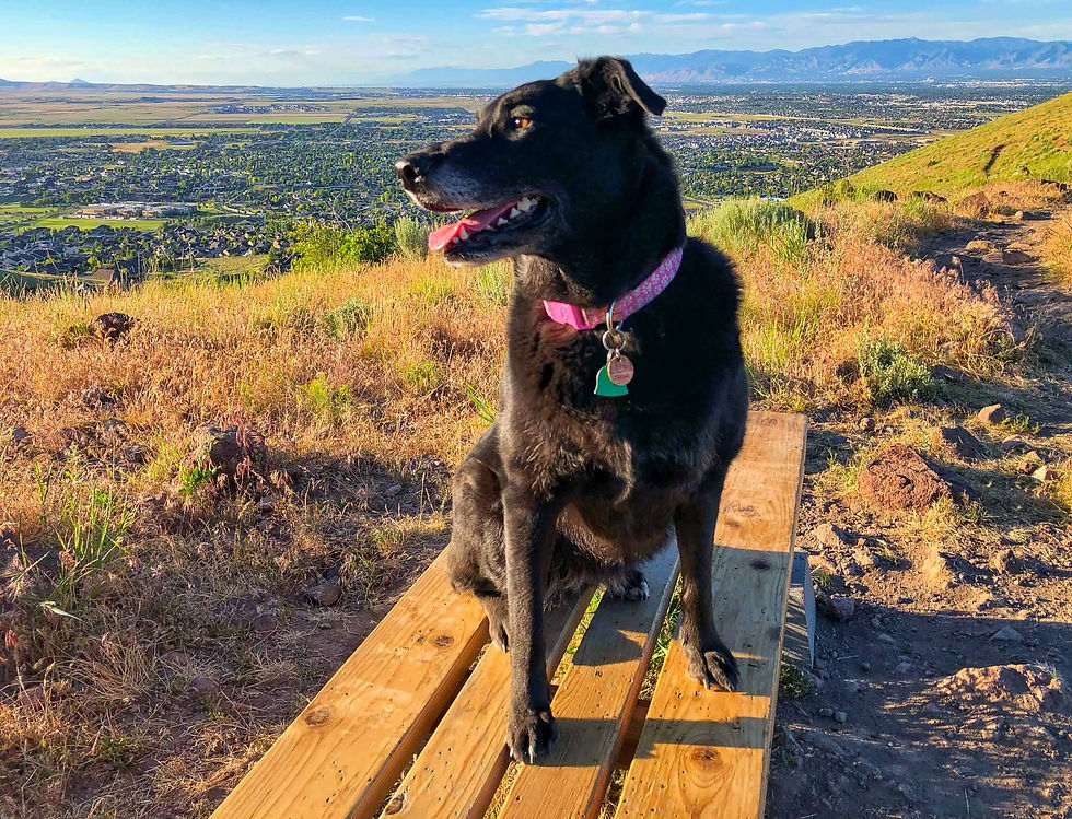 Black dog with a pink collar sits on a wooden bench, overlooking a vast cityscape and mountains under a clear blue sky.