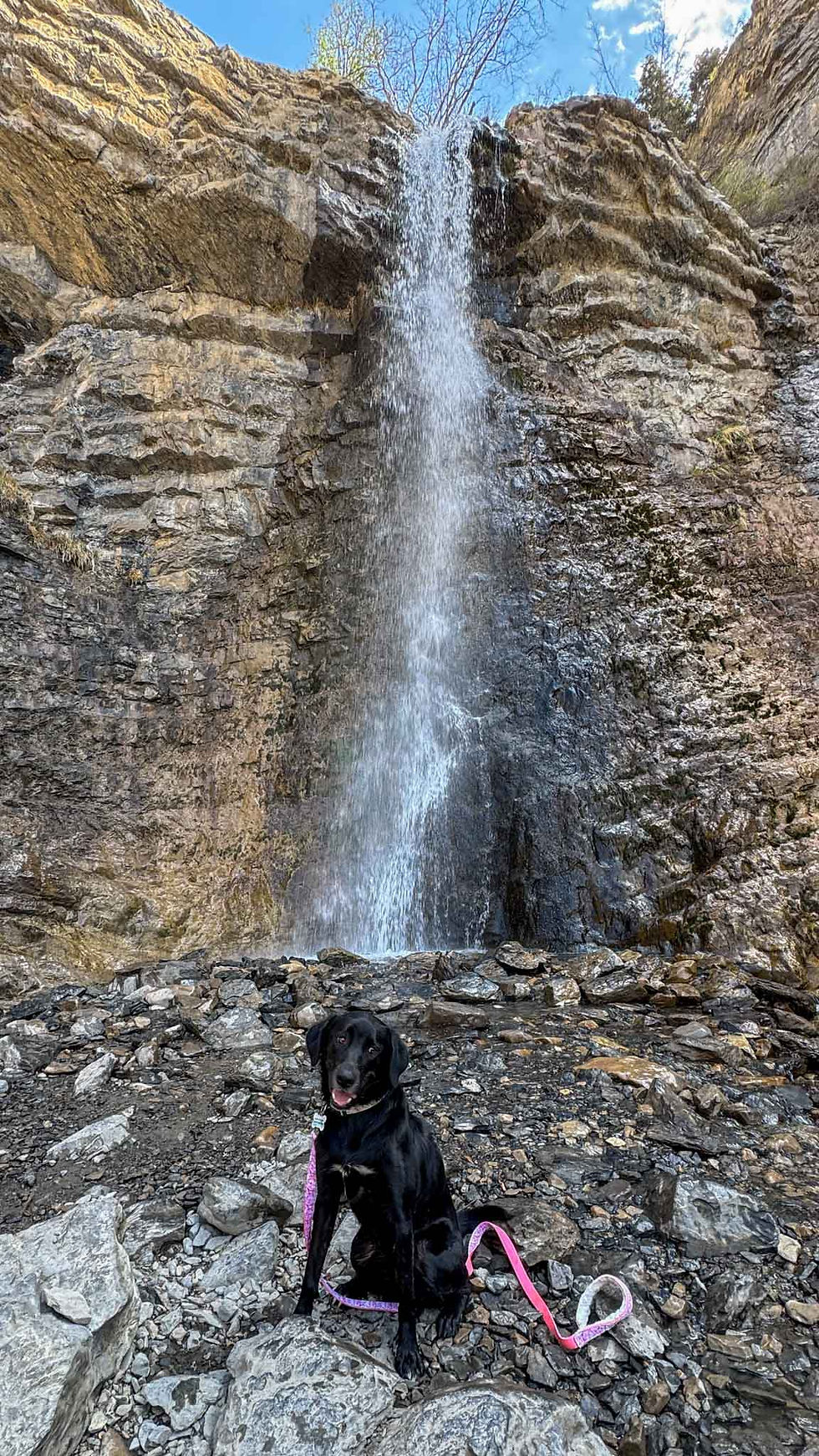 Black dog with pink leash sits on rocky ground before a tall waterfall and cliff under blue sky, panting happily.