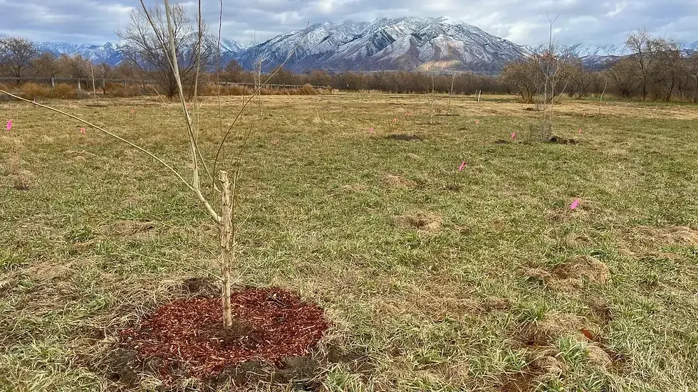 New trees planted near the trailhead