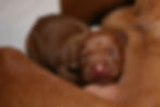 Newborn Bruno