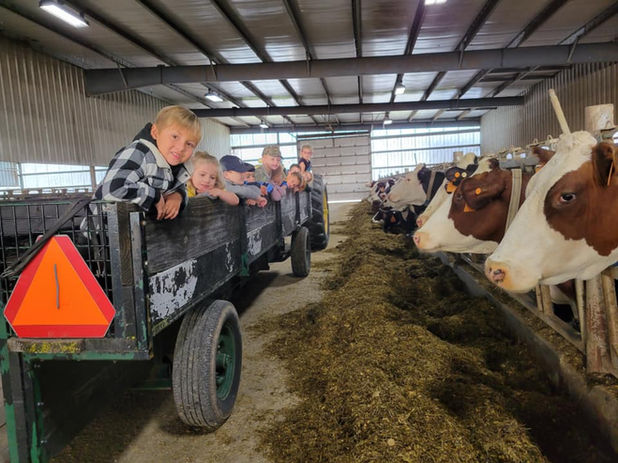 camp cow.jpeg