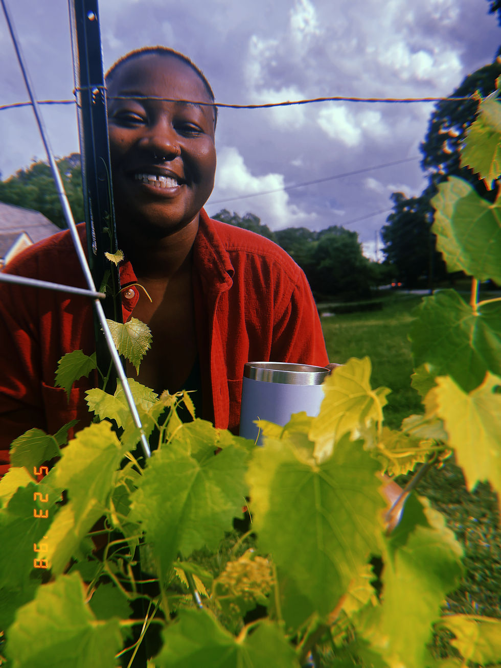 this year we planted muscadines in the front yard