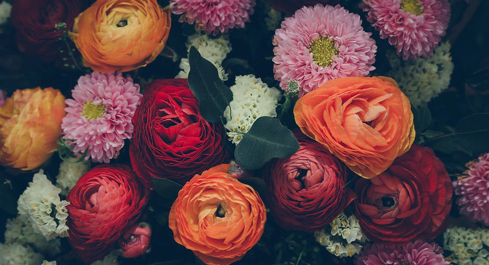 Chrysanthemum and Ritual