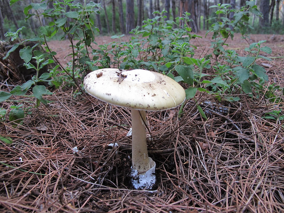 Amanita phalloides