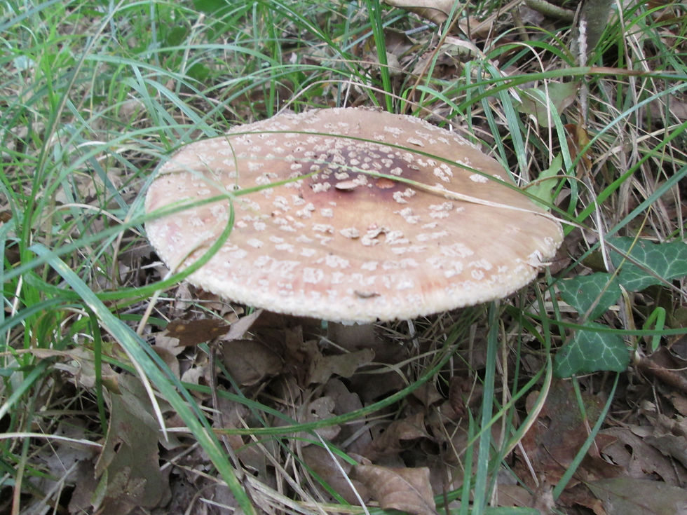 IMG_1617.JPG