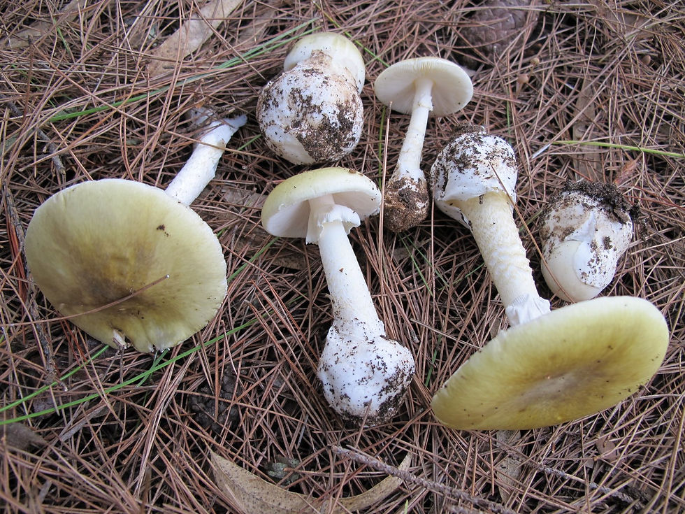 Amanita phalloides