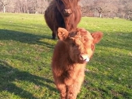 Momo the Wee Coo's story