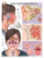 Ear, nose and throat