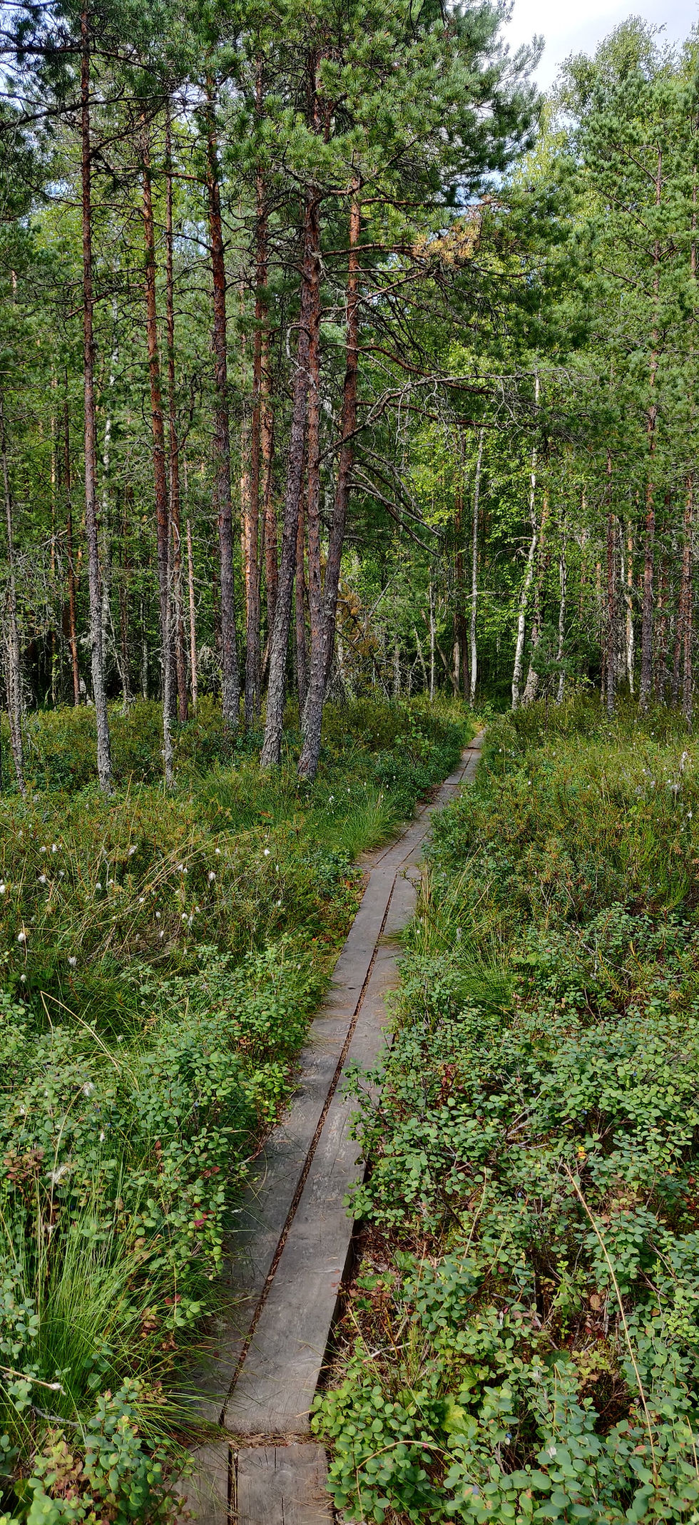 Suolla kuljetaan puisilla pitkospuilla metsän siimeksessä, puut kohoavat korkealle taivaita kohti.
