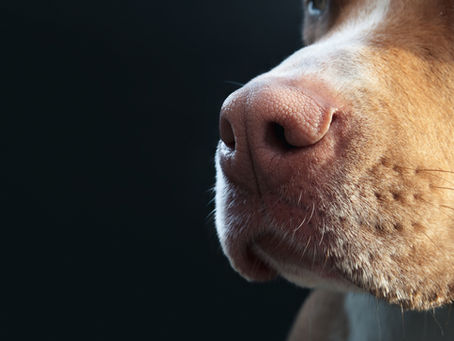 Calling All Dog Owners with Energetic, Intellectually Curious Pups!