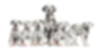 Mother Dalmatian sitting between her puppies.jpg