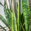 Thumbnail: Plant: 'Snake Plant'
