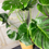 Thumbnail: Plant: Philodendron 'Monstera'