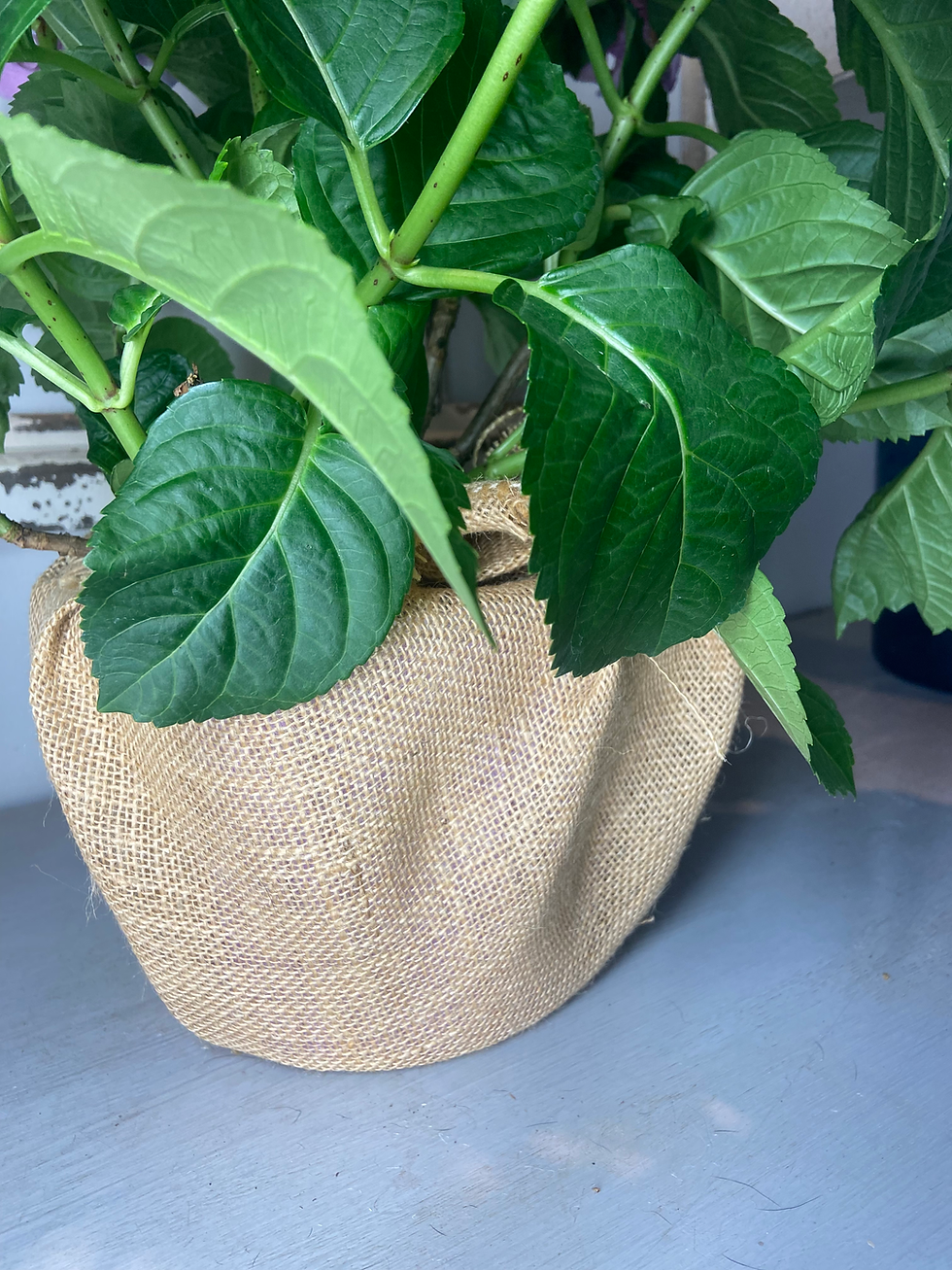 Thumbnail: Plant:  ‘Pink Hydrangea’