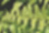 ralphs_fotos-fern-4239335.jpg