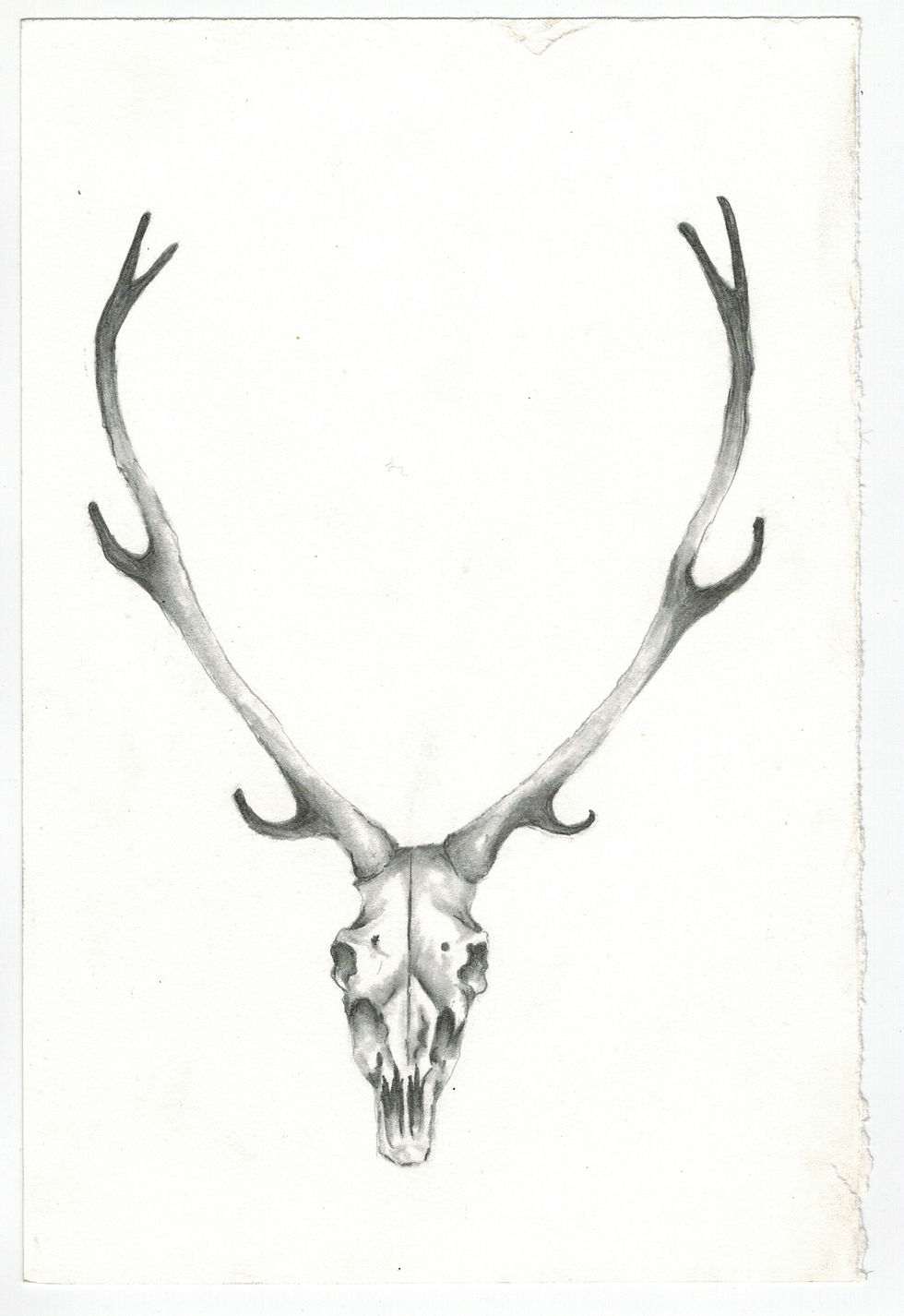 elk
