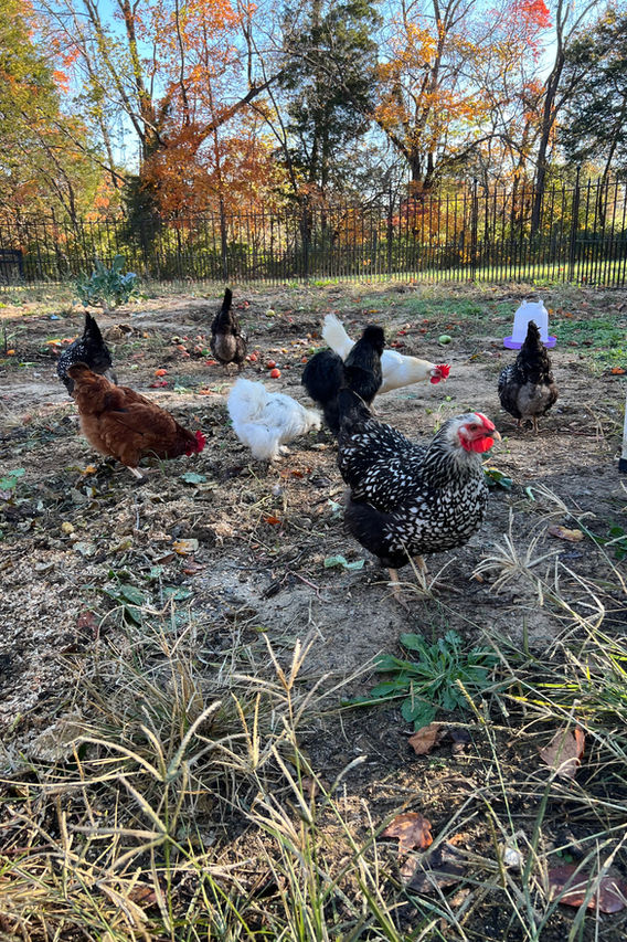 chickens in the yard