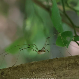 a spider on a branch