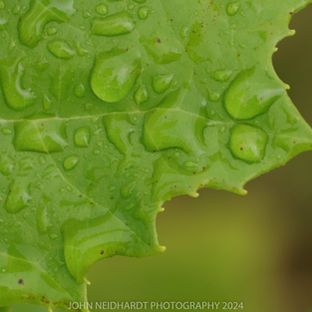 LEAF WITH RAIN ON IT
