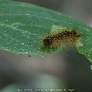 CATERPILLAR