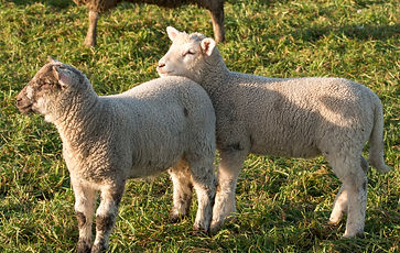 sheeps-spring-time (1).jpg