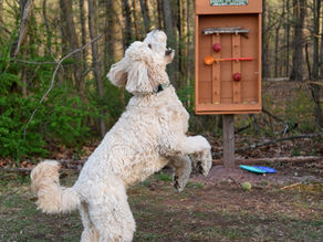 A dog enjoys a ball from the Gretna Dog Library