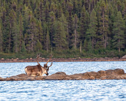 Caribou forestier observé près de Fermont