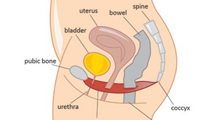 Your Pelvic Floor - What is it?
