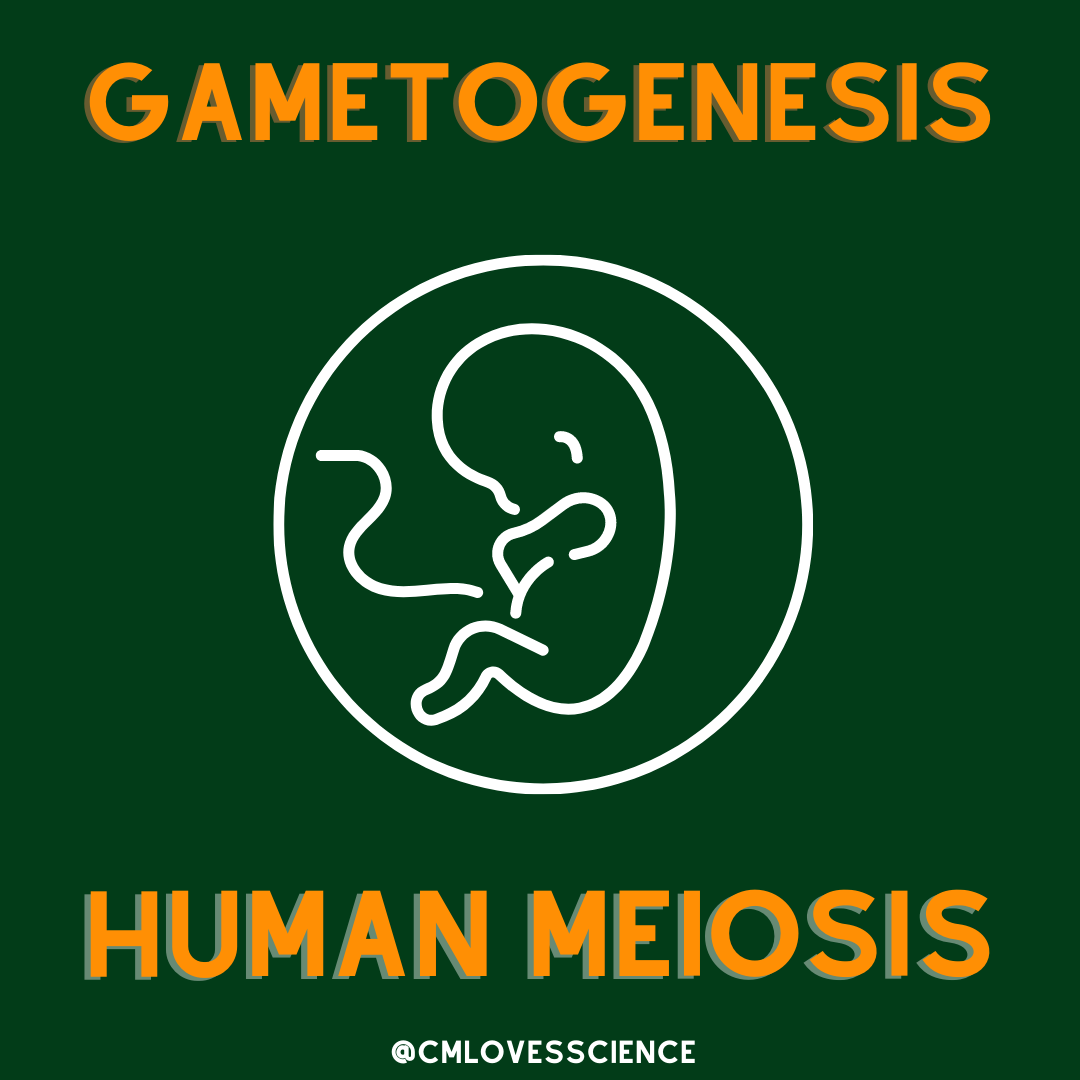 Gametogenesis Illustrations