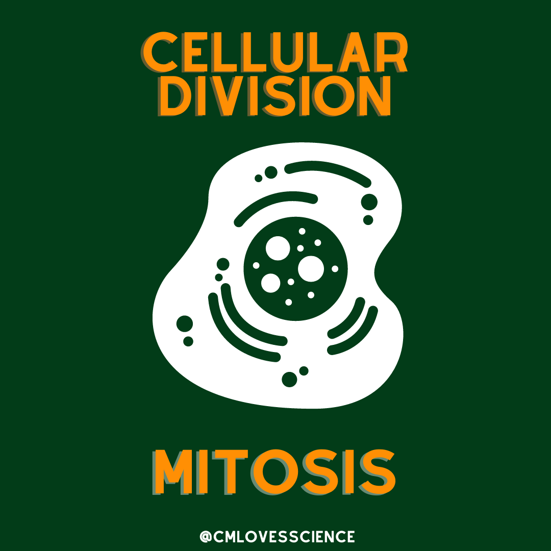 Mitosis Illustrations