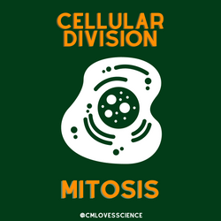 Mitosis Illustrations
