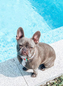 hotel pet friendly em Portugal