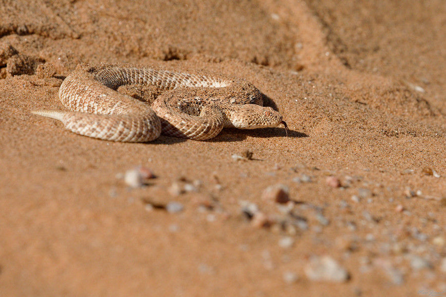 Vipère des sables