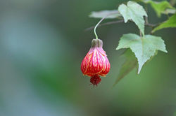 Fleur
