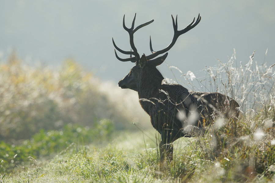 Cerf élaphe